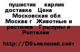 пушистик    карлик   доставка › Цена ­ 1 000 - Московская обл., Москва г. Животные и растения » Грызуны и Рептилии   